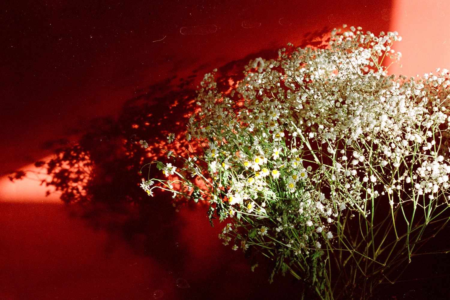 Gypsophila Gypsophila