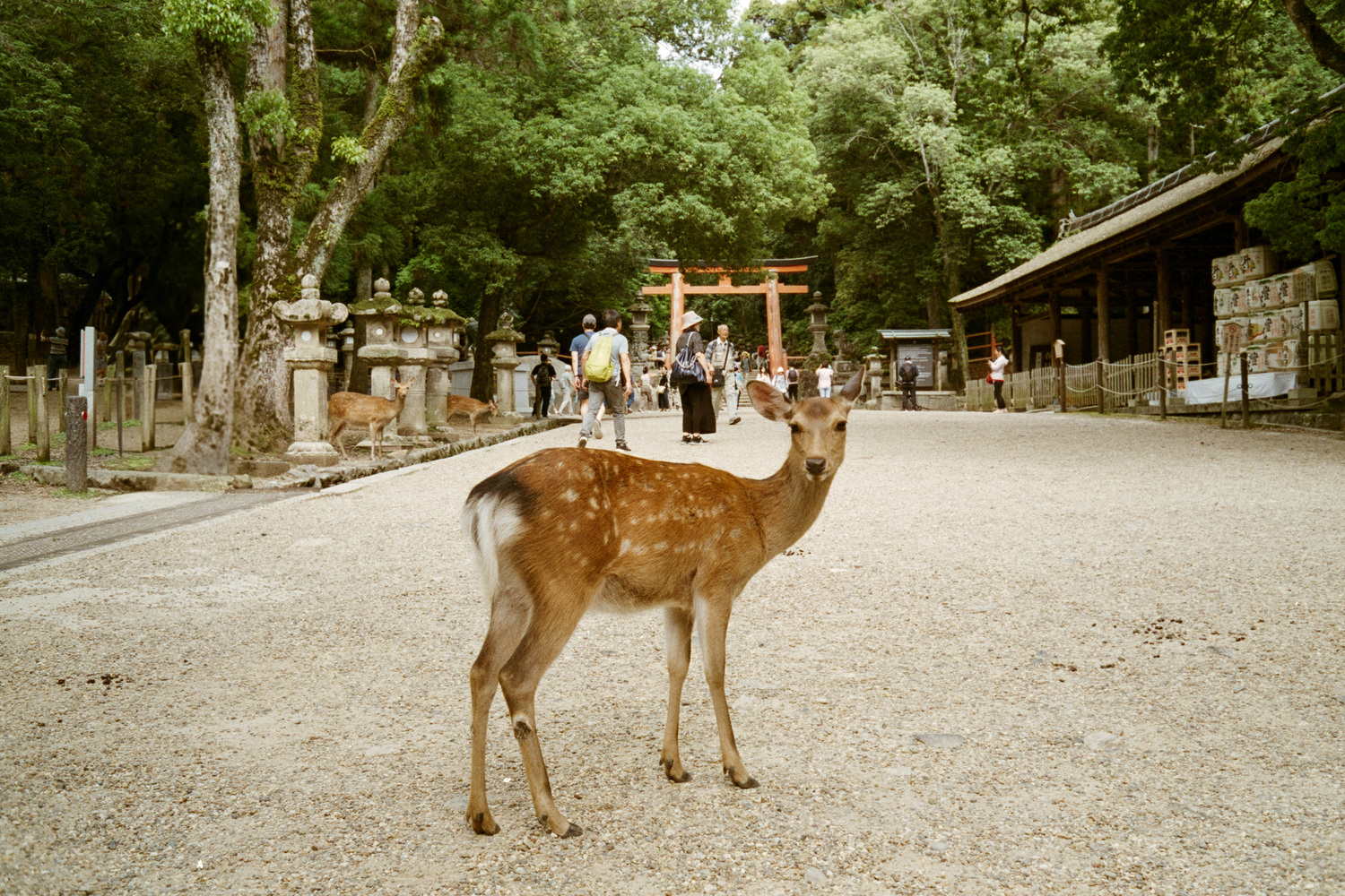 Nara