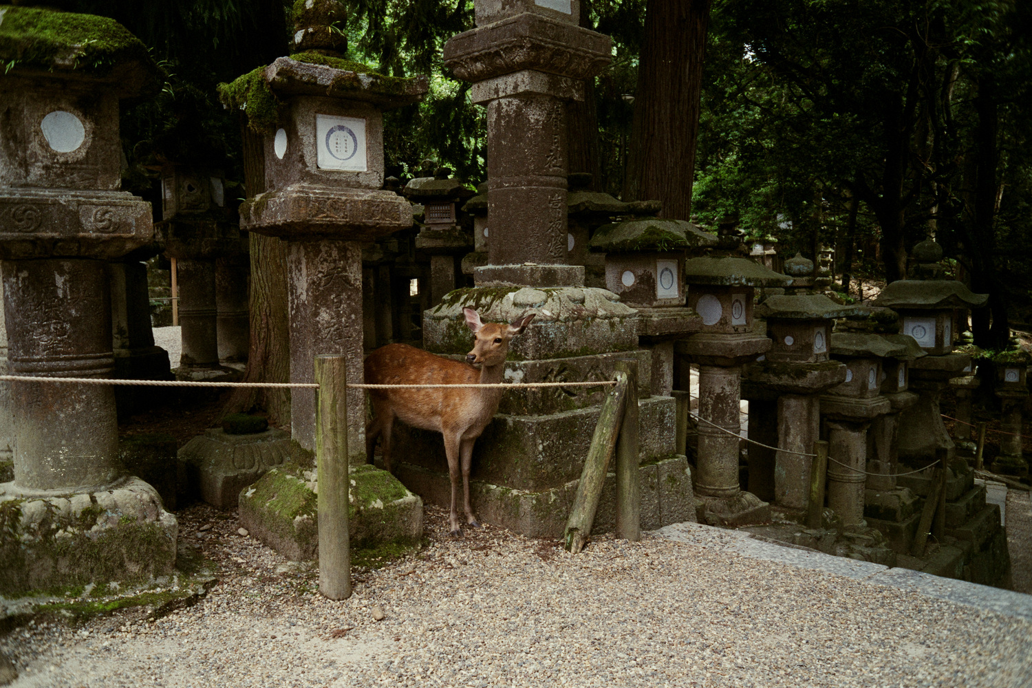 Nara