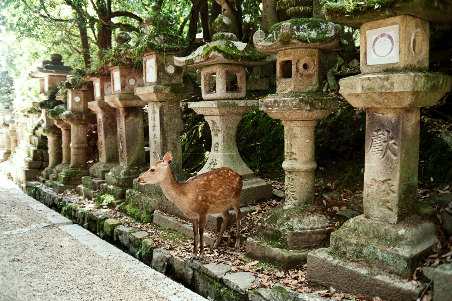 Nara