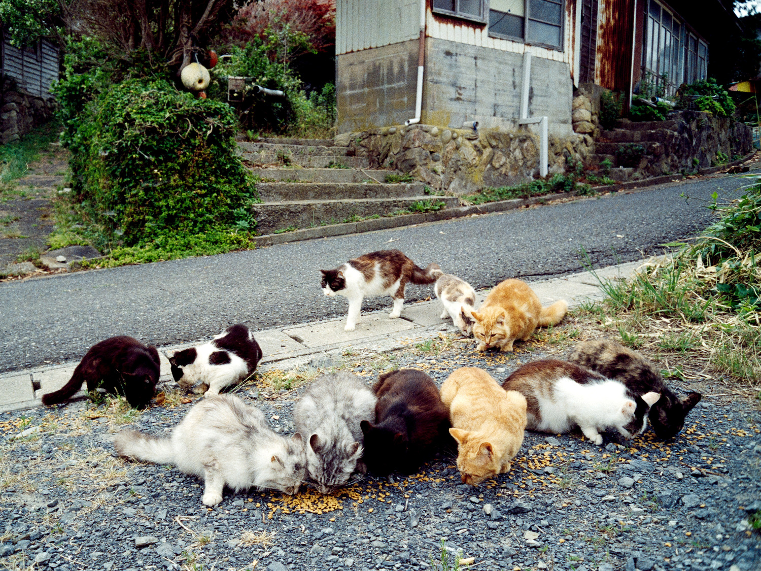 Tashirojima Island